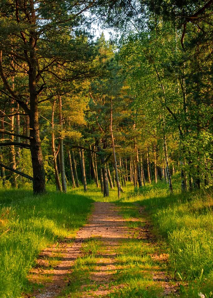 Kursiu forest 1