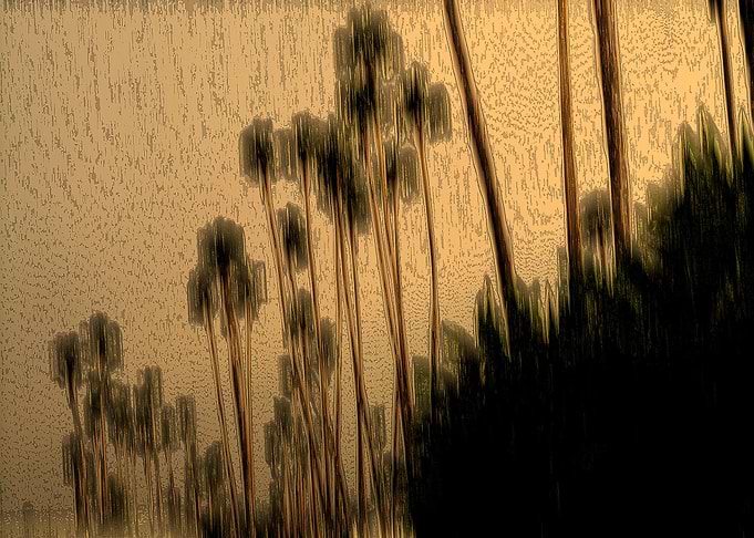 Golden Palms