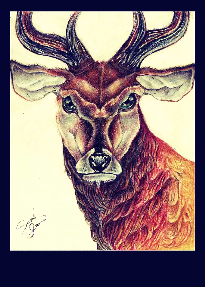 Deer