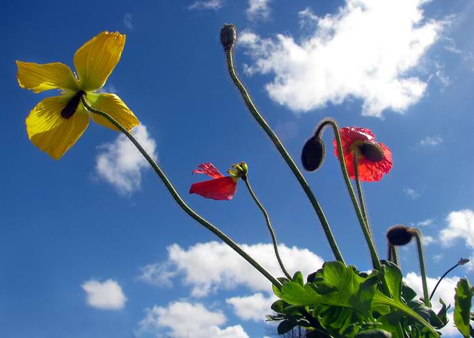 Flowers in the Sky