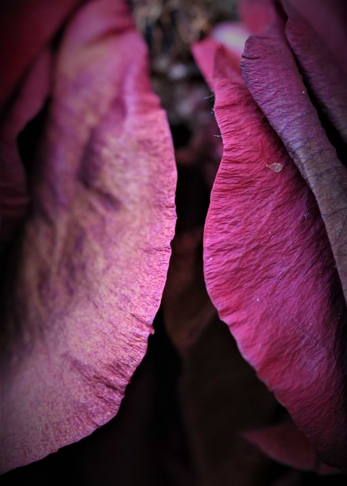 Secret rose
