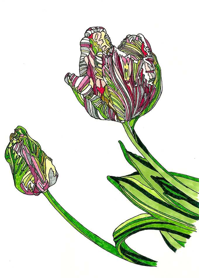 Tulips