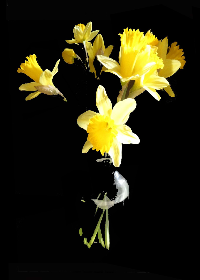 Daffy Daffodil