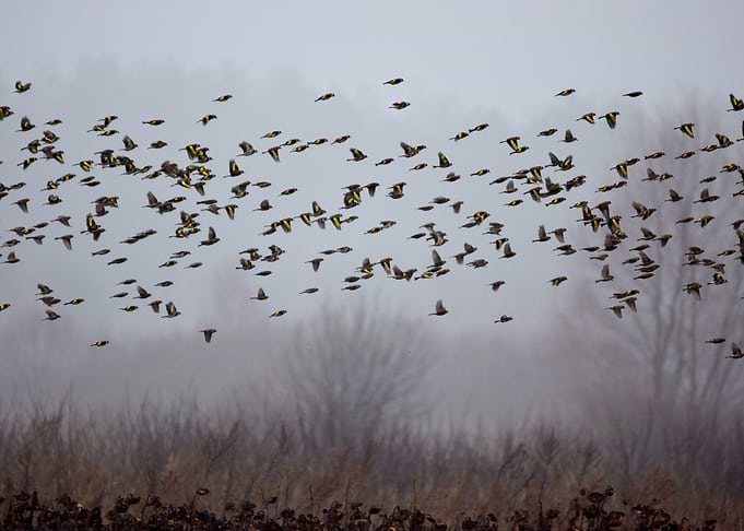 Winter flock