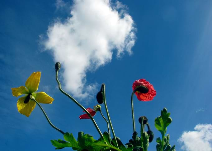 Spring Sky Flowers