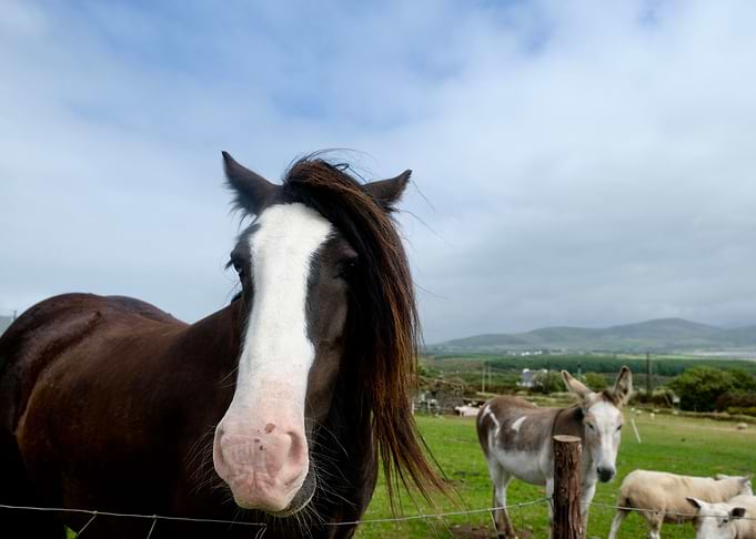 Cheeky Horse