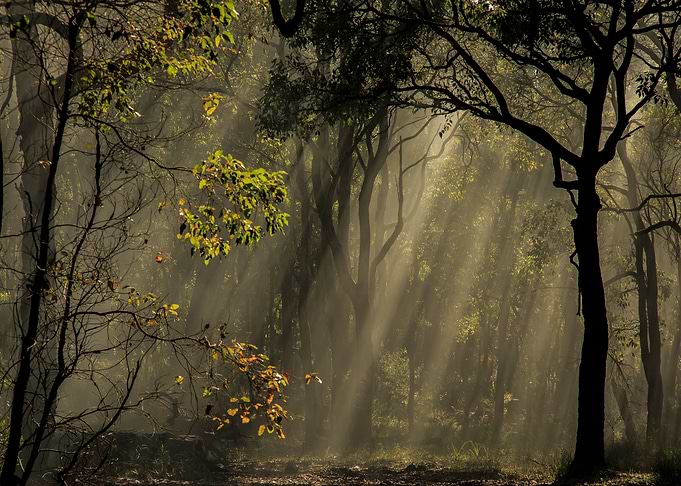 Sunlight