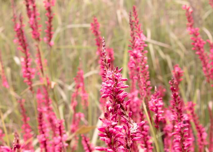 Pinky Field