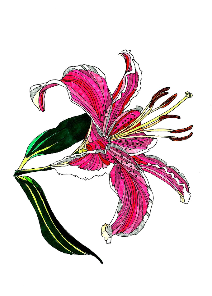 Stargazer lily
