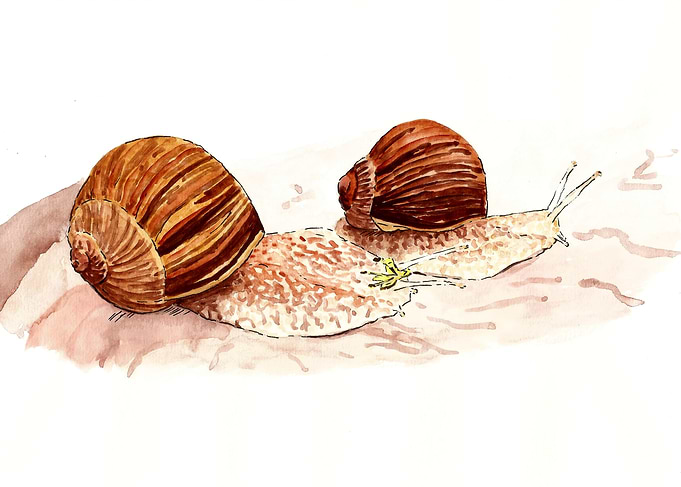 Snail couple