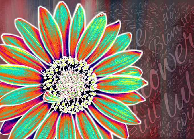 Flower 7 Cosmos 2