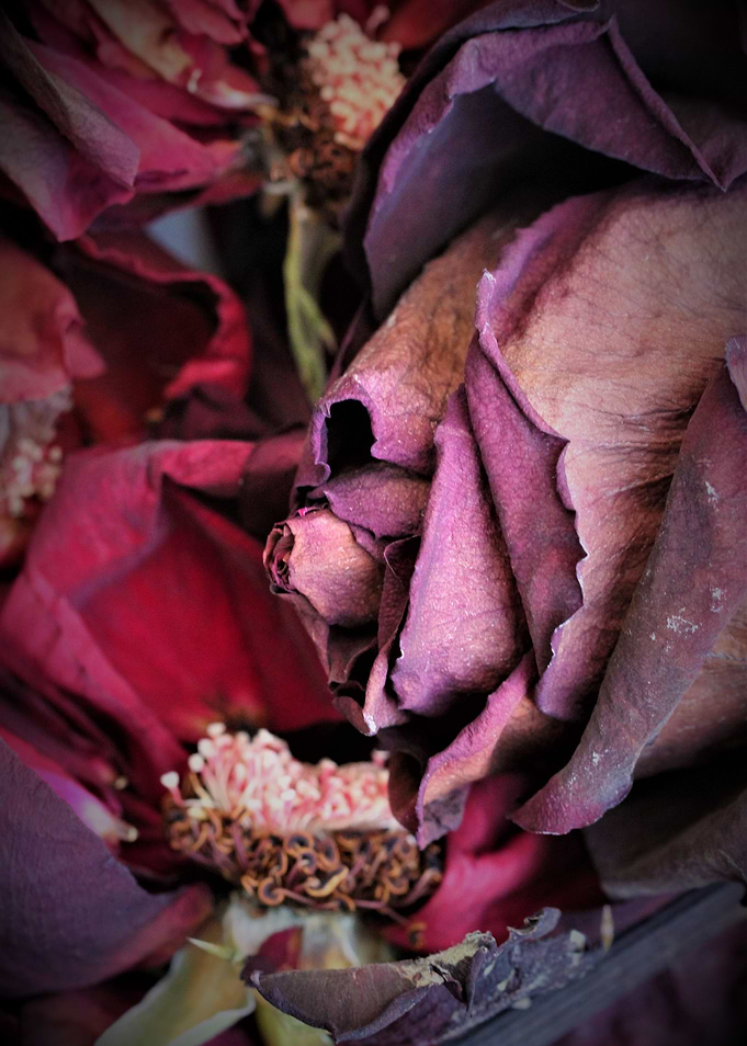Death of roses