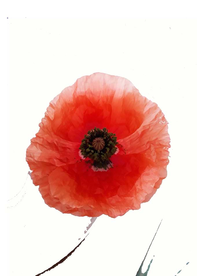 Poppy minimal