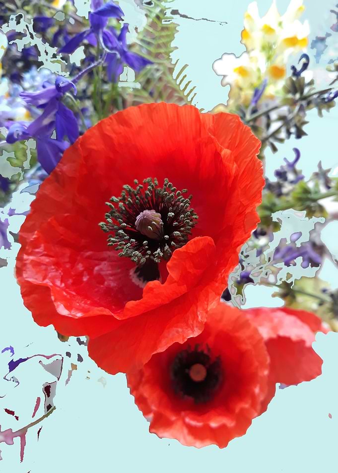 Poppy heat