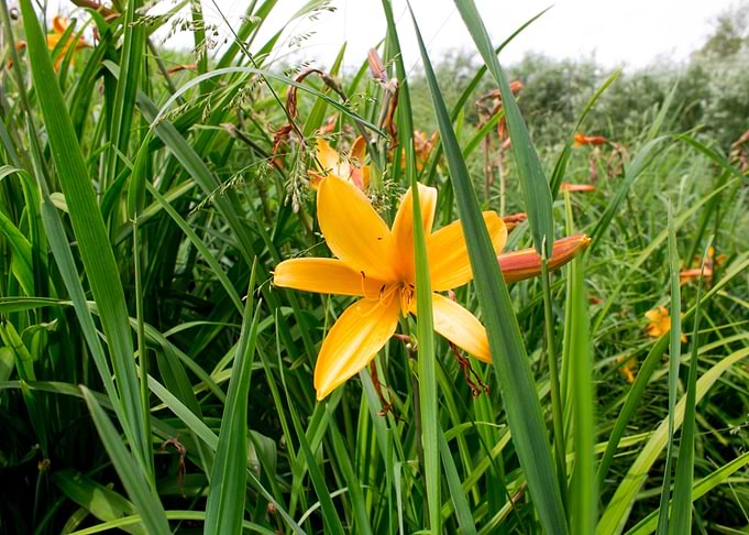 Yellow Star