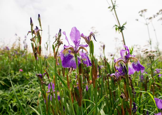Purple Irises