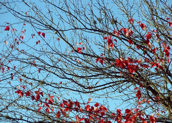 Autumns Winter 1