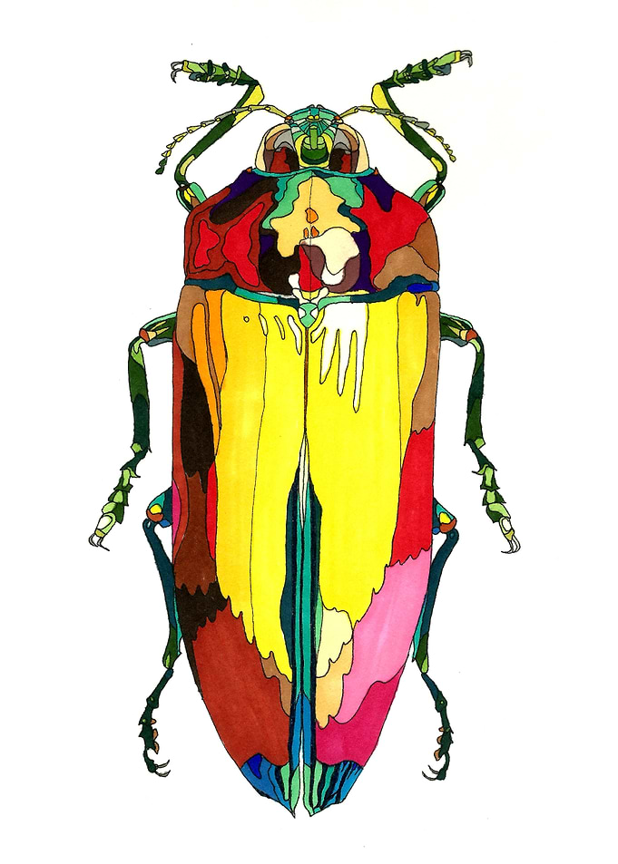 Colorful beetle