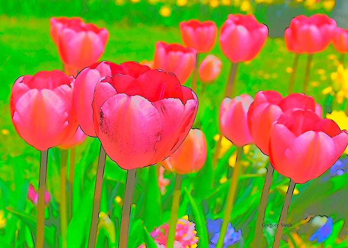 Tulips etched