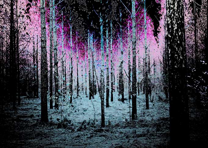 Magic Forest