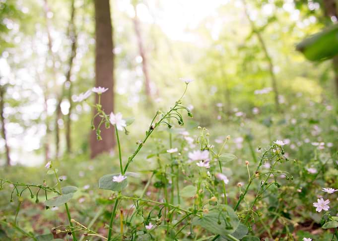 Wildflowers