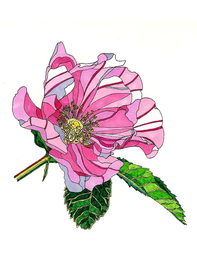 Wild rose