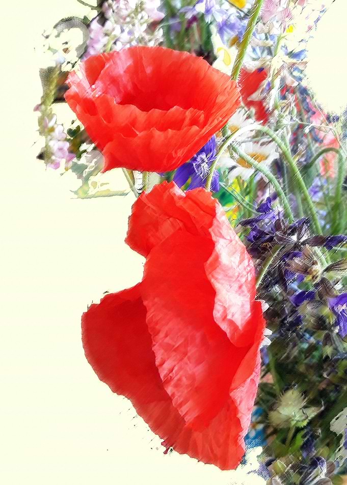 Poppy light pastel