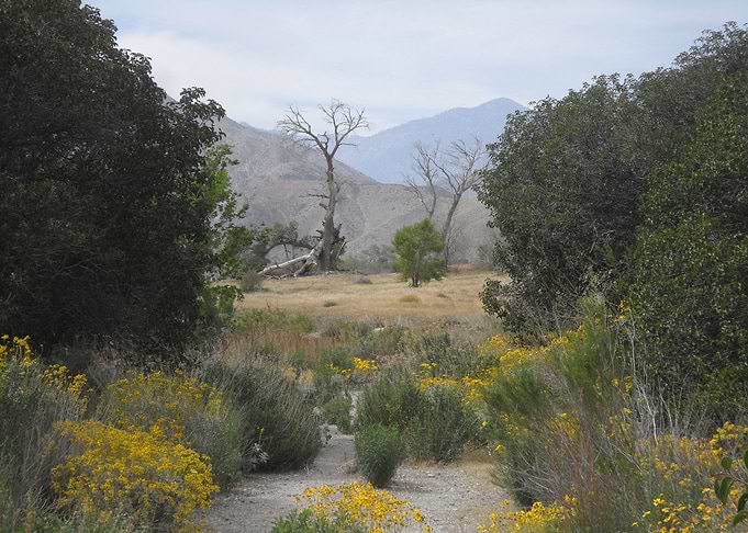 The Pathway