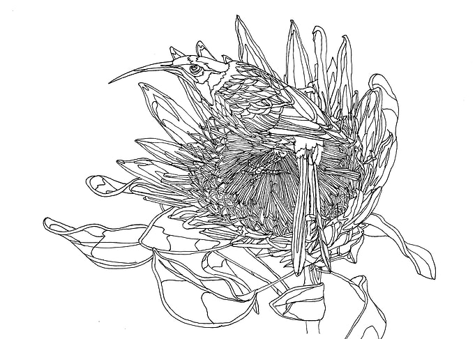 A bird on Protea flower