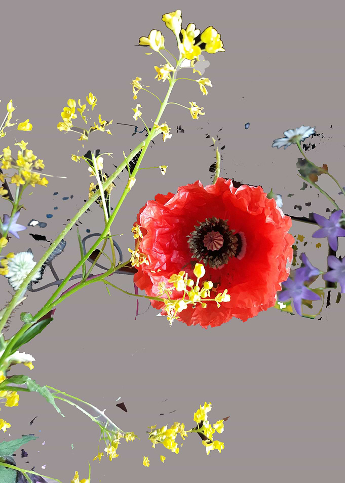 ZEN Poppy