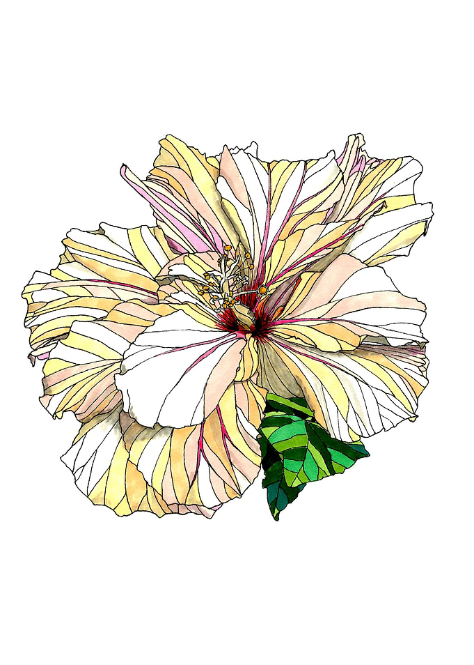Hibiscus