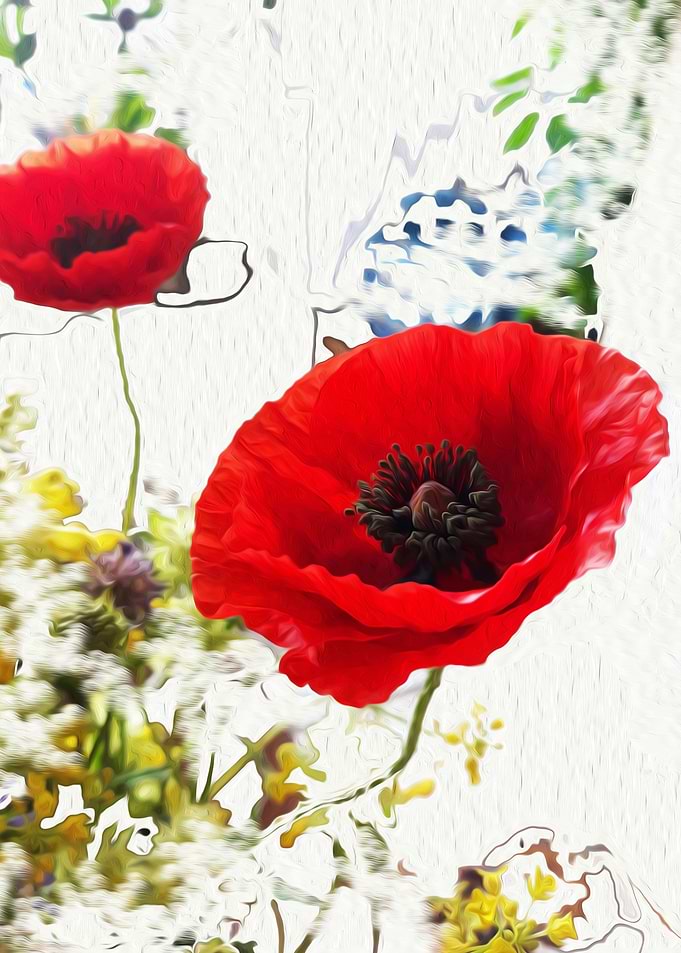White poppy