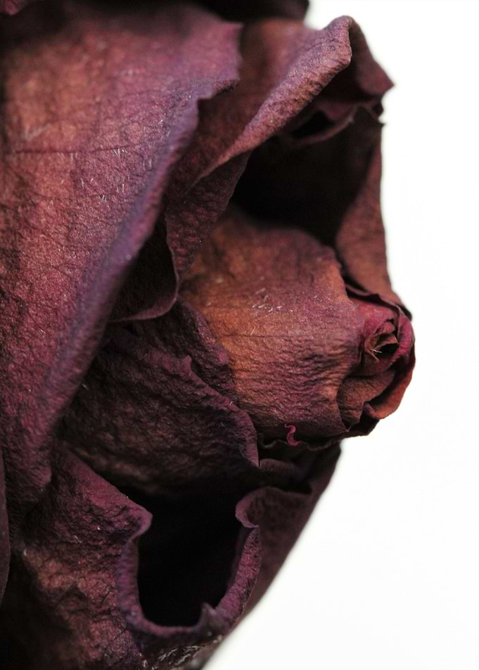 Fading rose 2