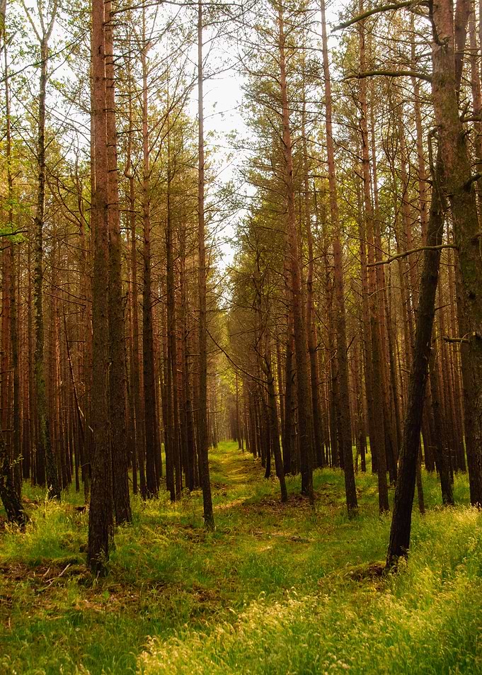 Kursiu forest 2