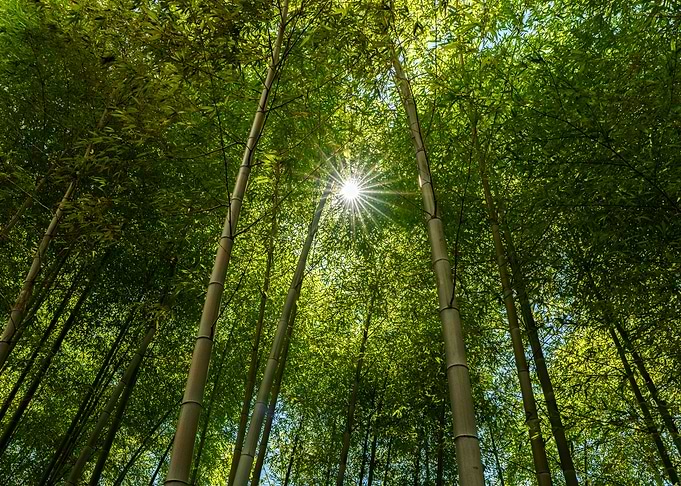 Sunlight