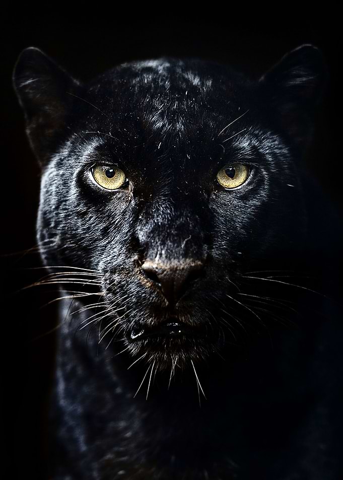 Black panther poster