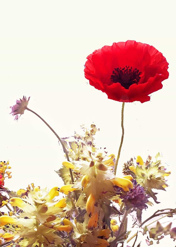 Poppy transparency
