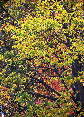 Autumns Gold