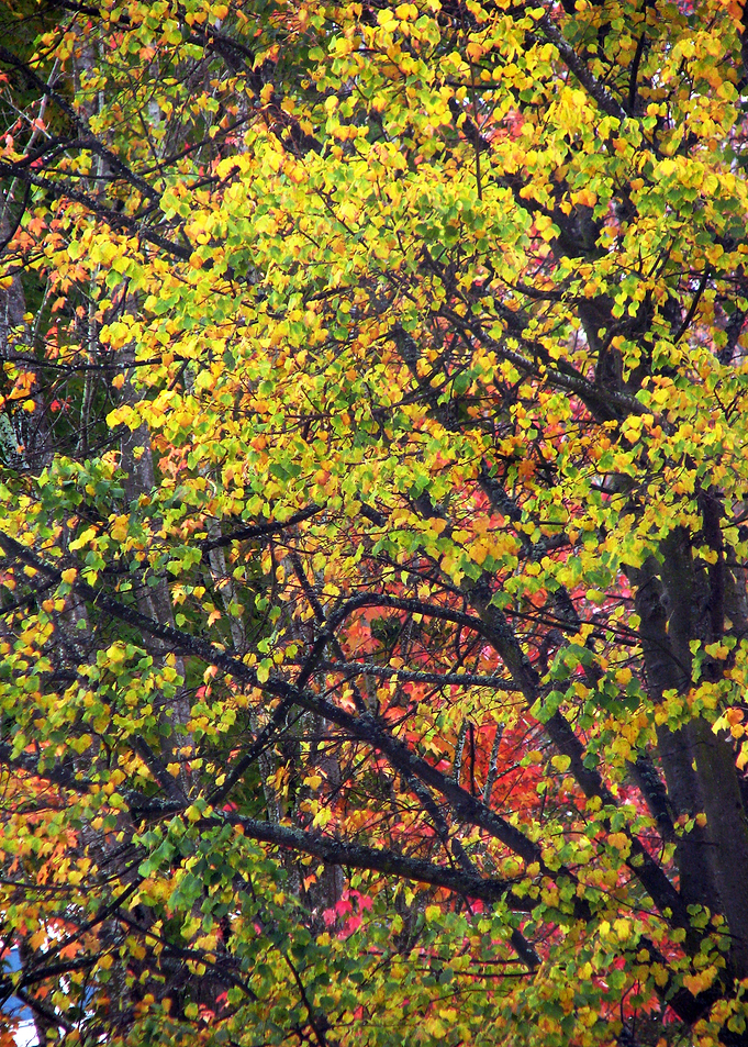 Autumns Gold