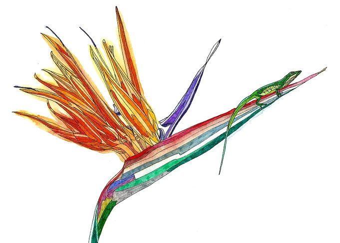Bird of paradise