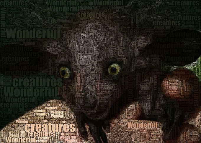 Wonderful Creatures