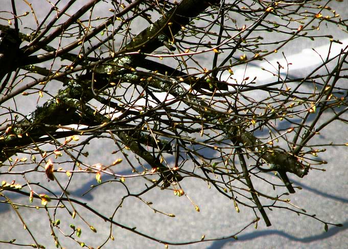 Tree Branch Abstract