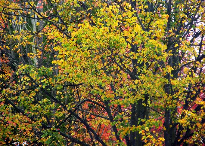Golden Autumn