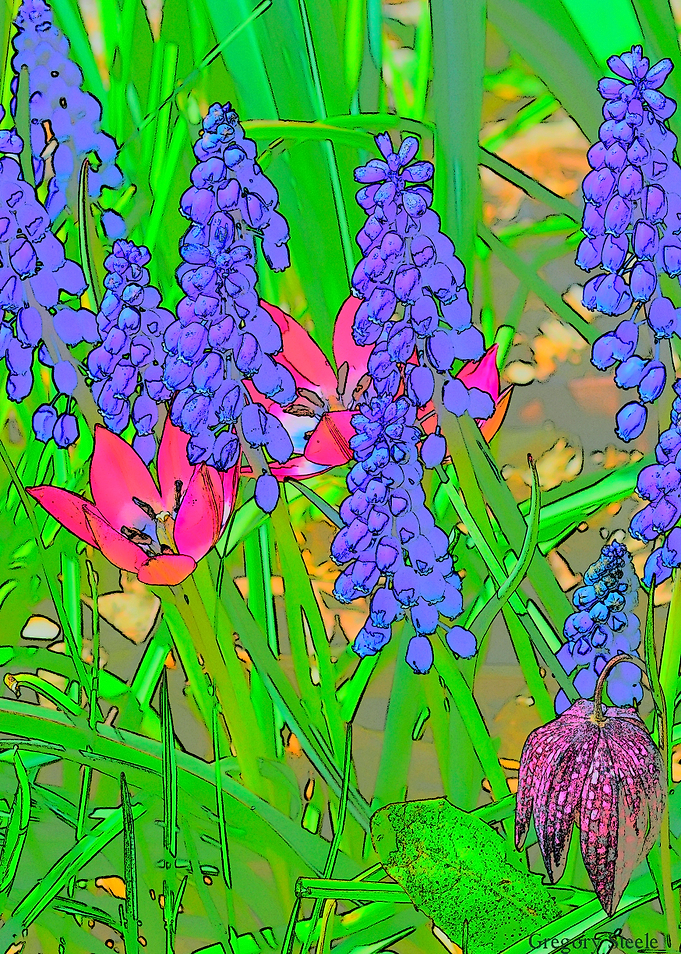 etched Grape Hyacinths