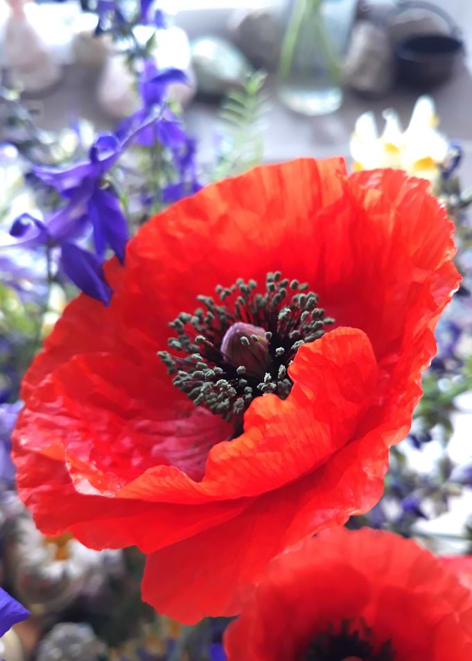 Magic poppy flower
