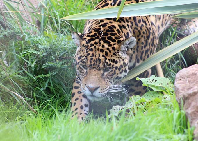 Jaguar