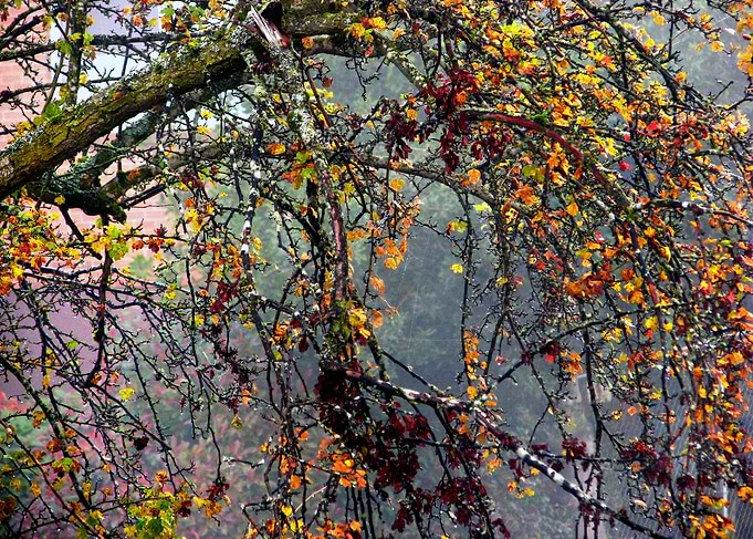 Intricate Autumn