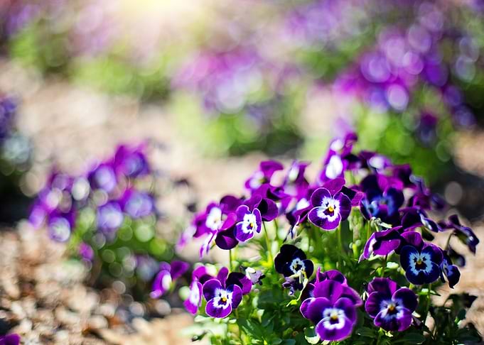 Purple Forget Me Nots