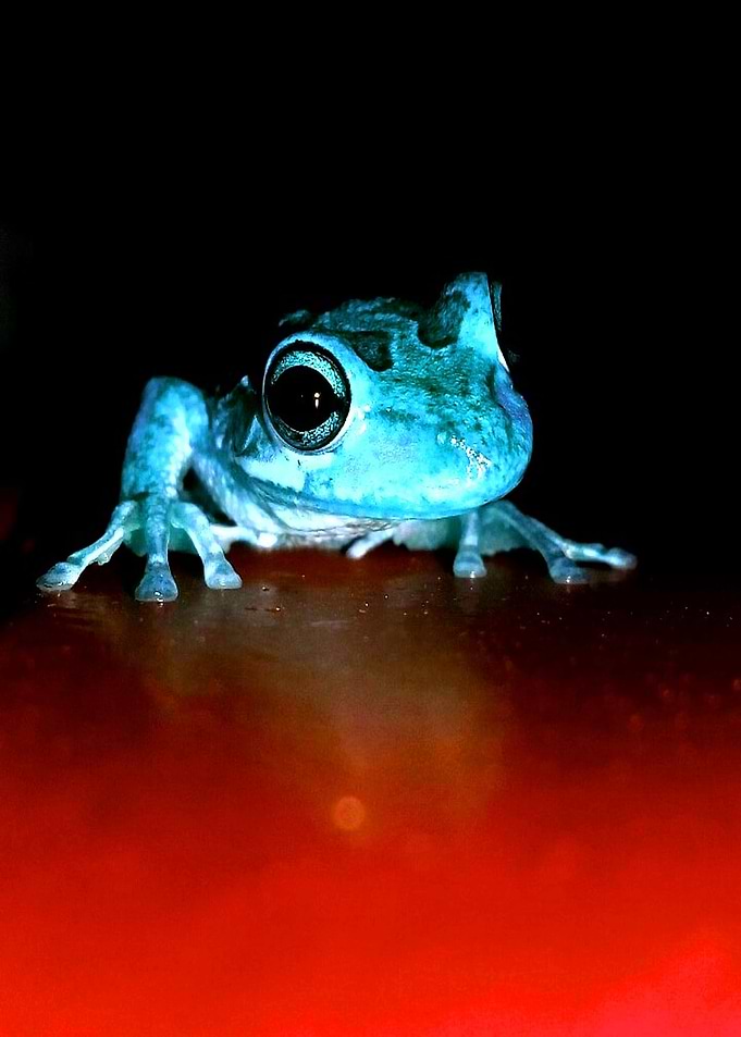 Spidey Frog