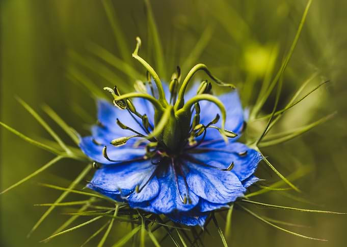 Blue Flower
